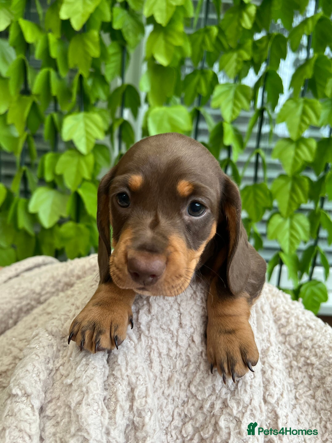 Dachshund dogs for sale: Miniature Dachshund Puppies  in Hull - Image 3