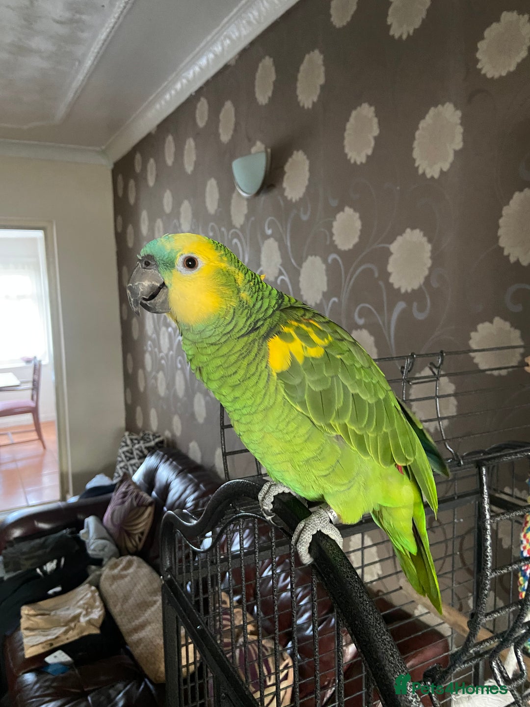 Parrots birds for sale: Semi Tamed Blue Fronted Amazon Parrot For Sale - Advert 5