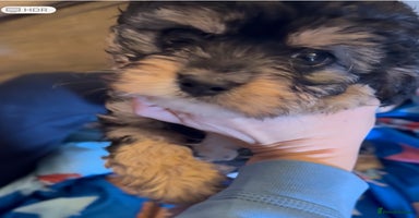 Cavapoo dogs - Advert 5