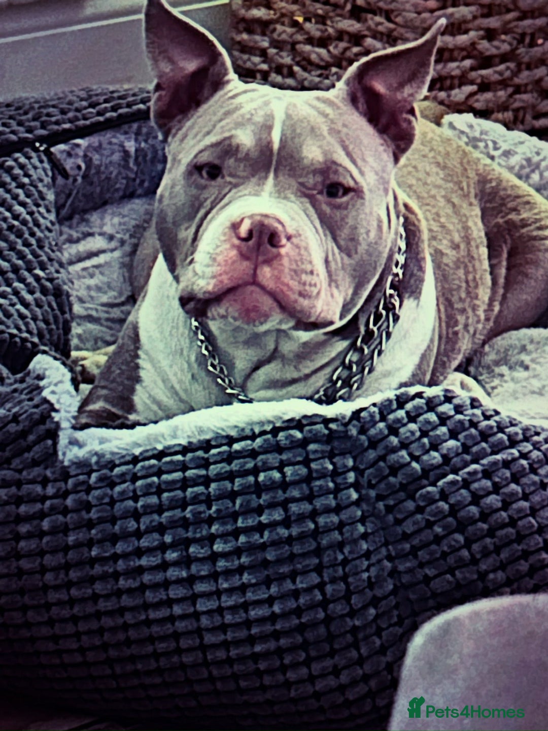 American Bully dogs for sale: American pocket bully bitch  - Advert 9