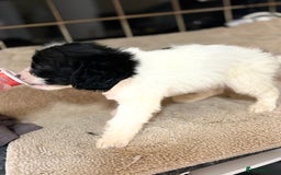 Cockapoo dogs for sale: 🍭stunning F1 cockerpoos🍭 in Spennymoor - Image 4