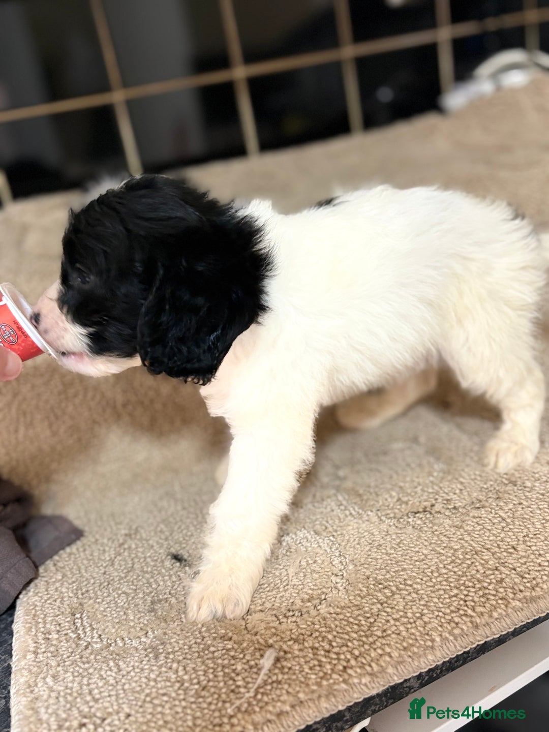Cockapoo dogs for sale: 🍭stunning F1 cockerpoos🍭 in Spennymoor - Image 4