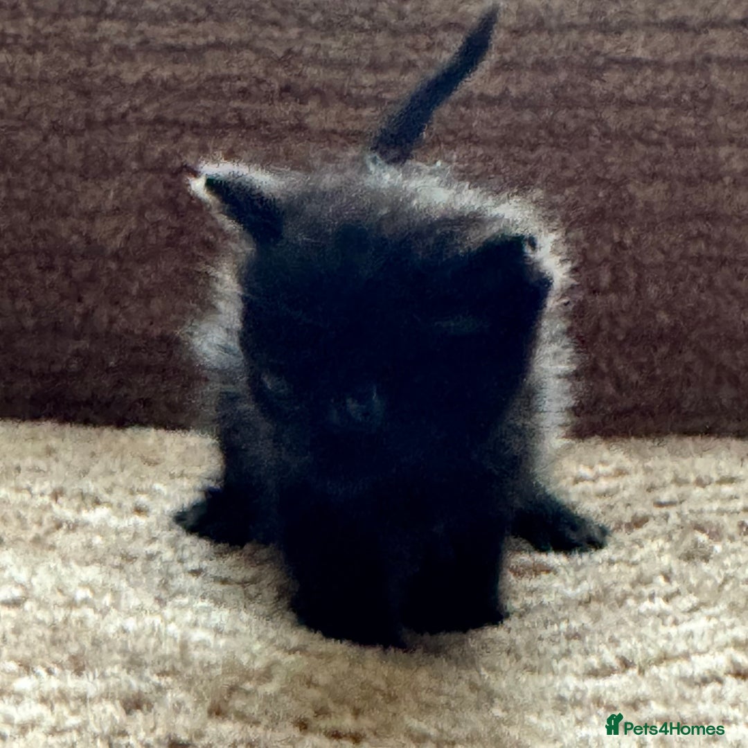 Mixed Breed cats for sale: adorable, cuddly kittens ready to go this weekend - Advert 7