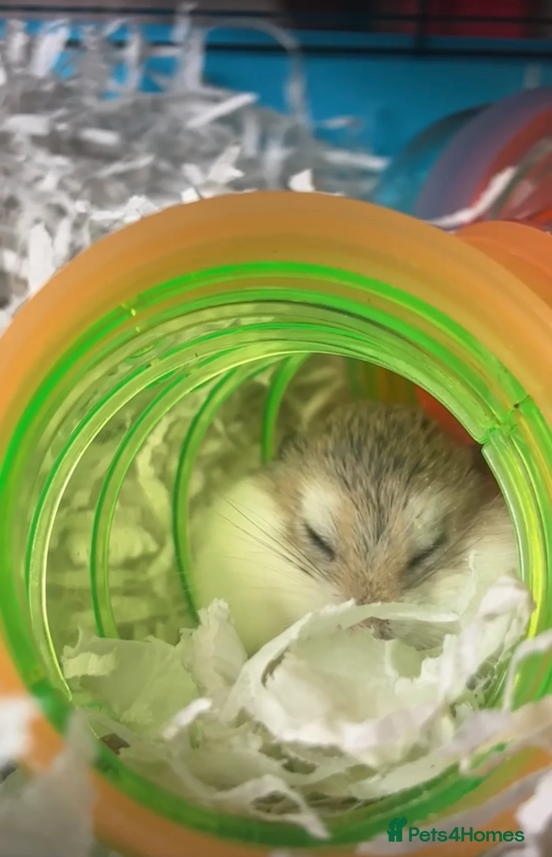 Hamster rodents for sale: Russian dwarf Hamster  in Gloucester - Advert 2