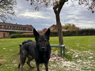 German Shepherd dogs for stud: CZ IMP SABLE Pedigree German Shepherd in London - Advert 1