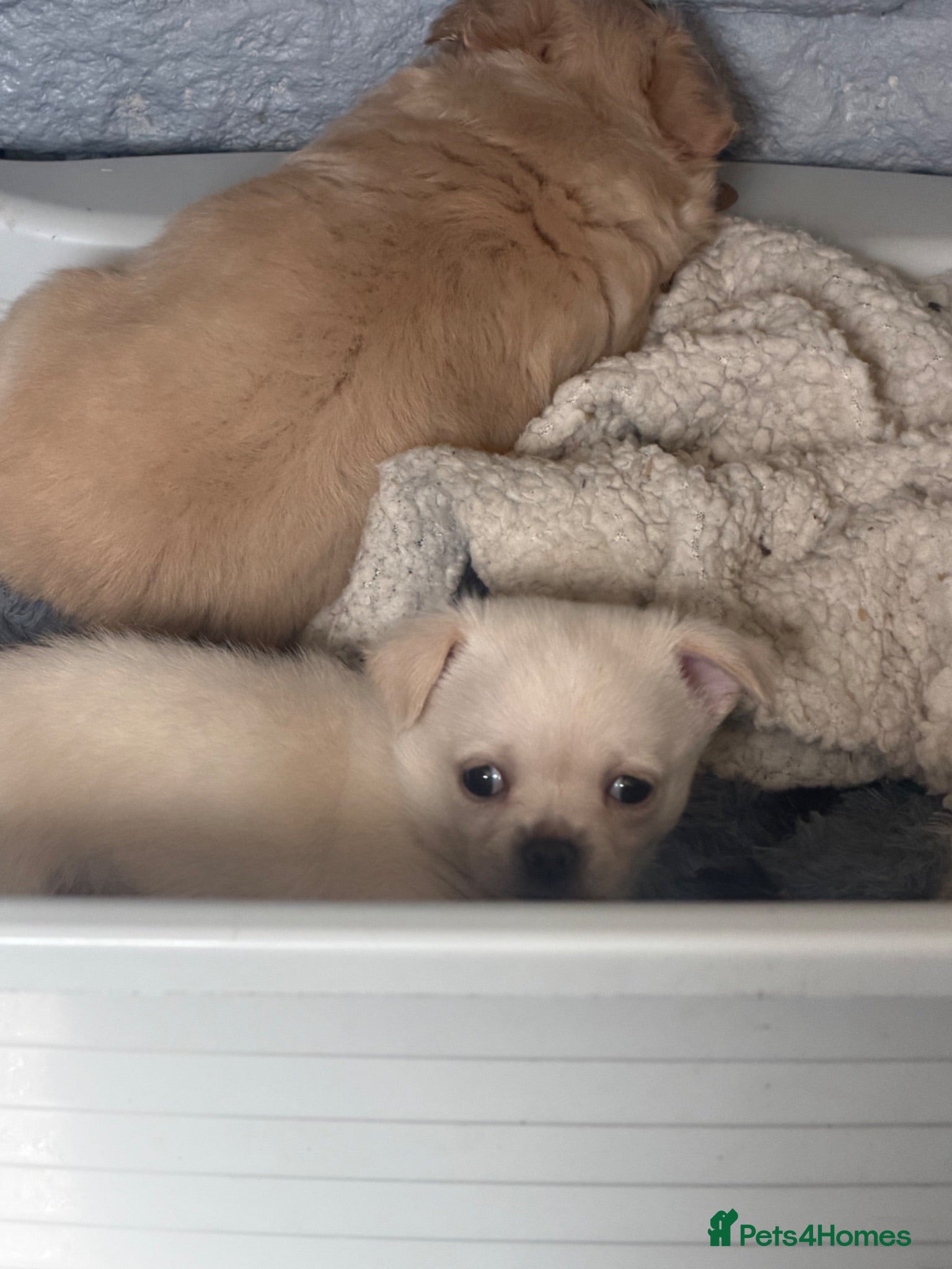Chihuahua dogs 2cuddly chi puppies  - Advert 5