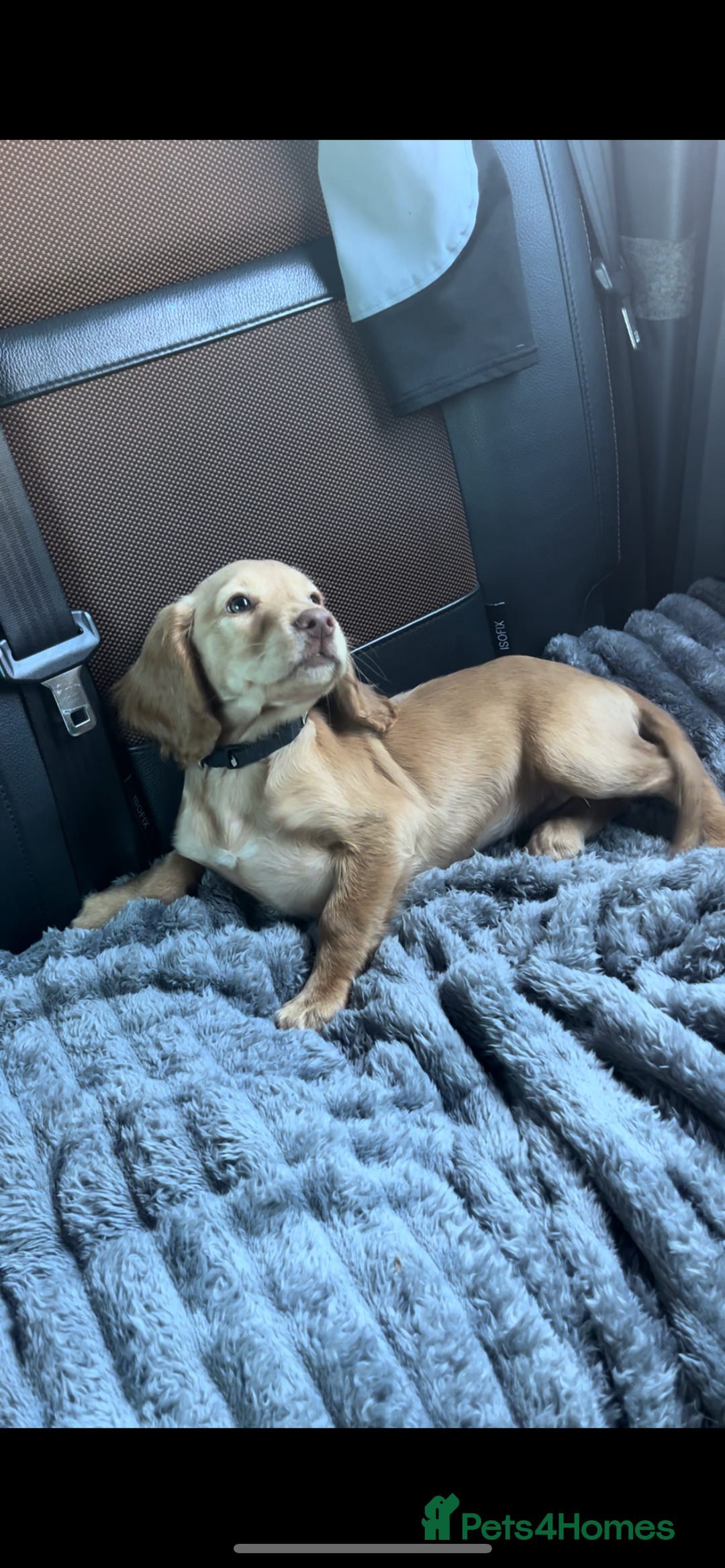 Cocker Spaniel dogs for sale: Gorgeous litter of cocker spaniels 2 boys 1 girl  - Image 1