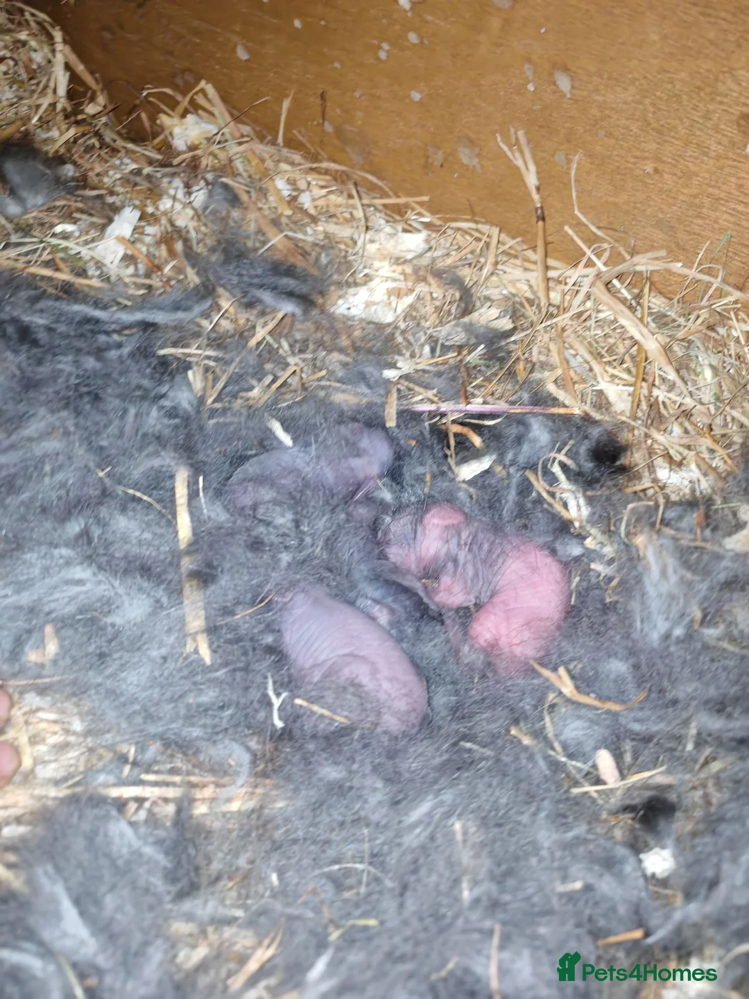 Mixed Breed rabbits for sale: Mixed bread bunnies variety of colours in Haverfordwest - Advert 10