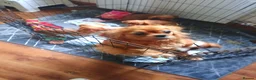 King Charles Spaniel dogs for sale: Pure bred king Charles ♥️ - Advert 2