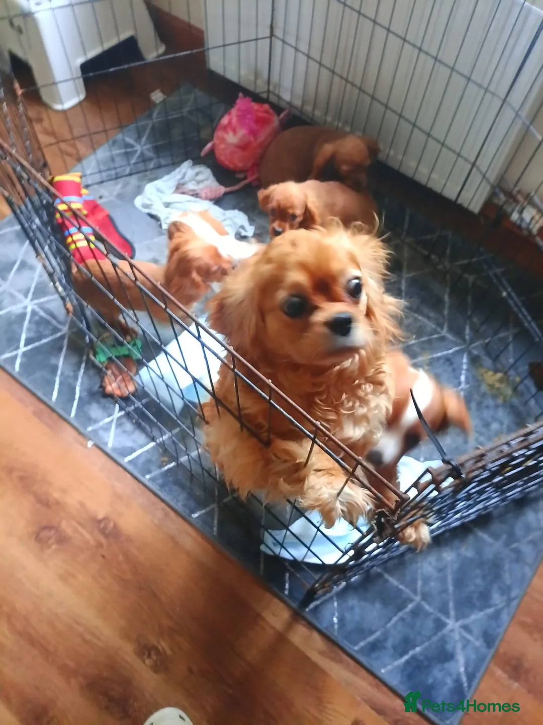 King Charles Spaniel dogs for sale: Pure bred king Charles ♥️ - Advert 2