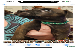 Mixed Breed dogs for sale: Lakeland x Boston terrier - Image 11