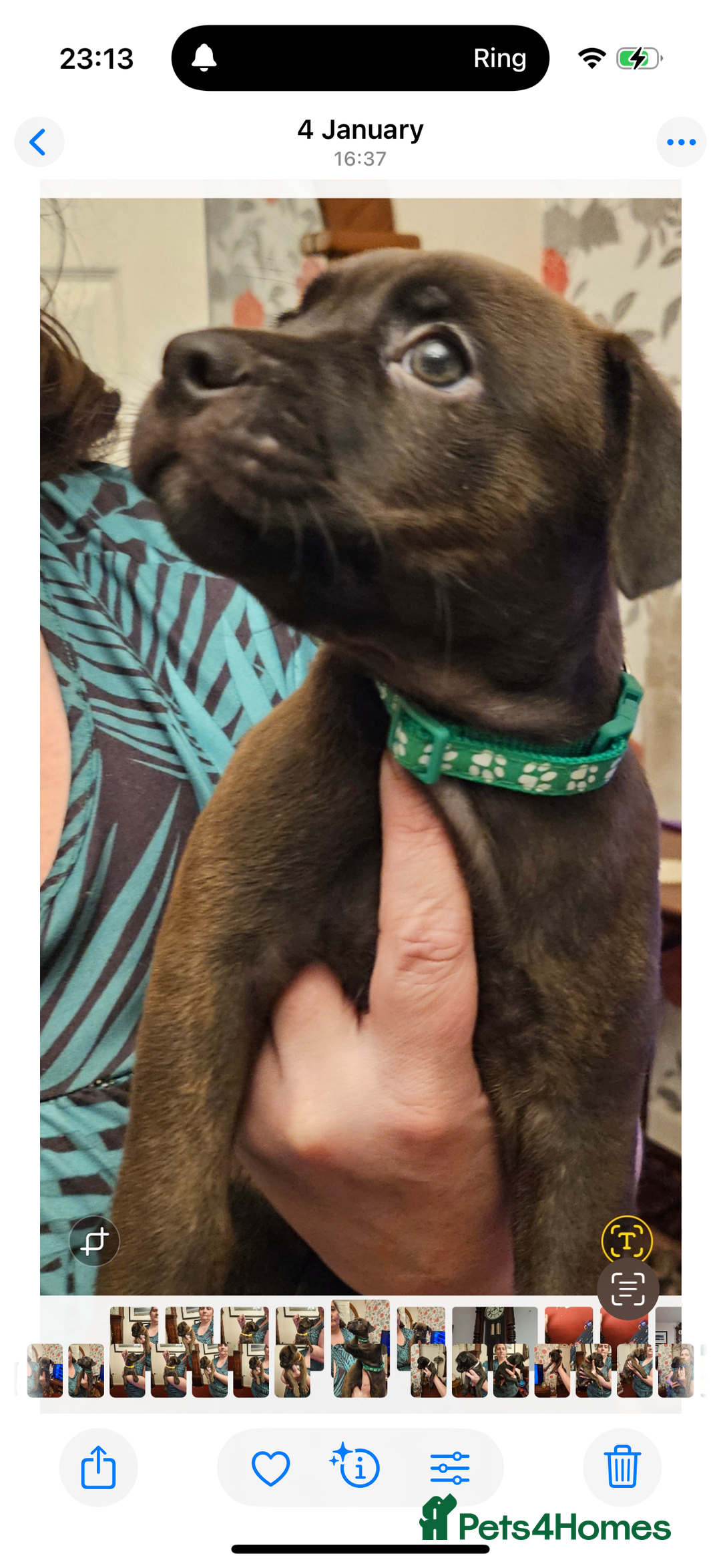 Mixed Breed dogs for sale: Lakeland x Boston terrier - Image 11