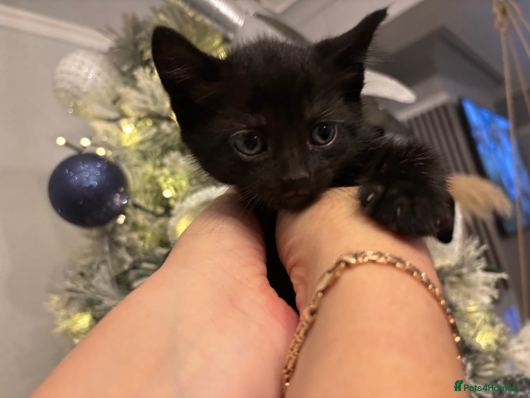 Mixed Breed cats for sale: Little kitties - Advert 4