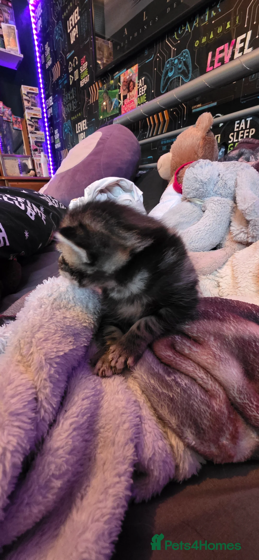 Mixed Breed cats for sale: 3 beautiful kittens  in Rotherham - Advert 2