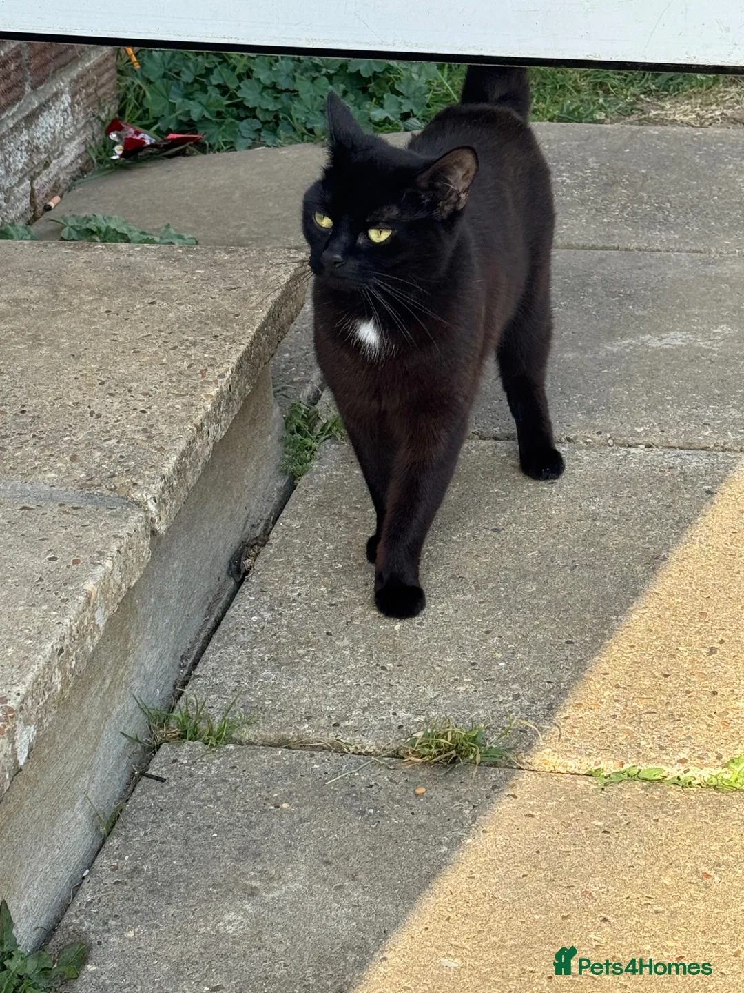 Mixed Breed cats for sale: Mum & daughter  - Advert 2