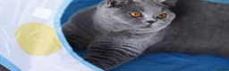 British Shorthair cats for sale: 🧸 Stunning GCCF BSH Female Champion Bloodlines ✨ - Advert 14