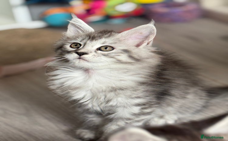 Maine Coon cats - Advert 11