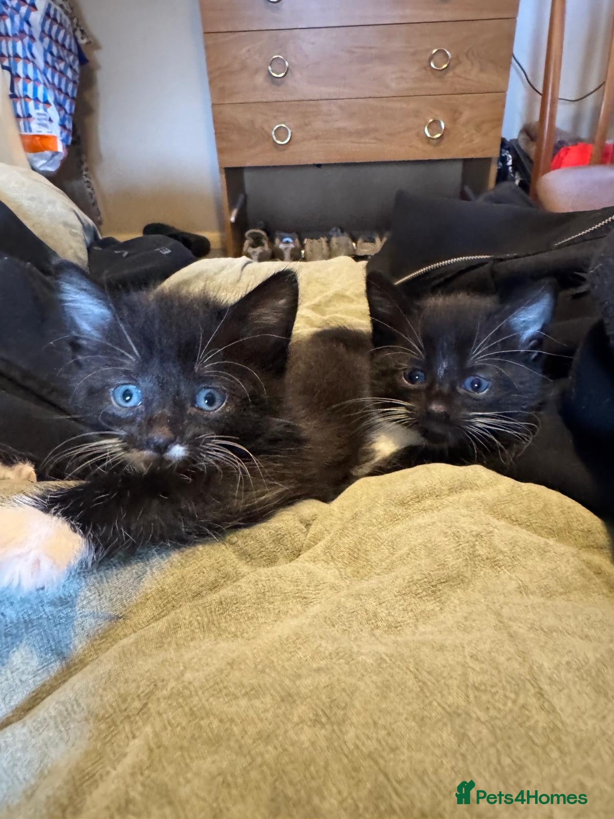 Mixed Breed cats 2 kittens for sale  - Advert 1
