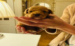 Maltipoo dogs for sale: *** Tiny Korean Maltipoo Babies *** - Image 6
