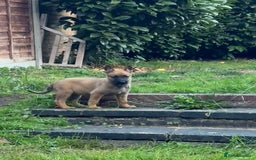 Belgian Shepherd Dog dogs for sale: Top working line puppies  - Image 34