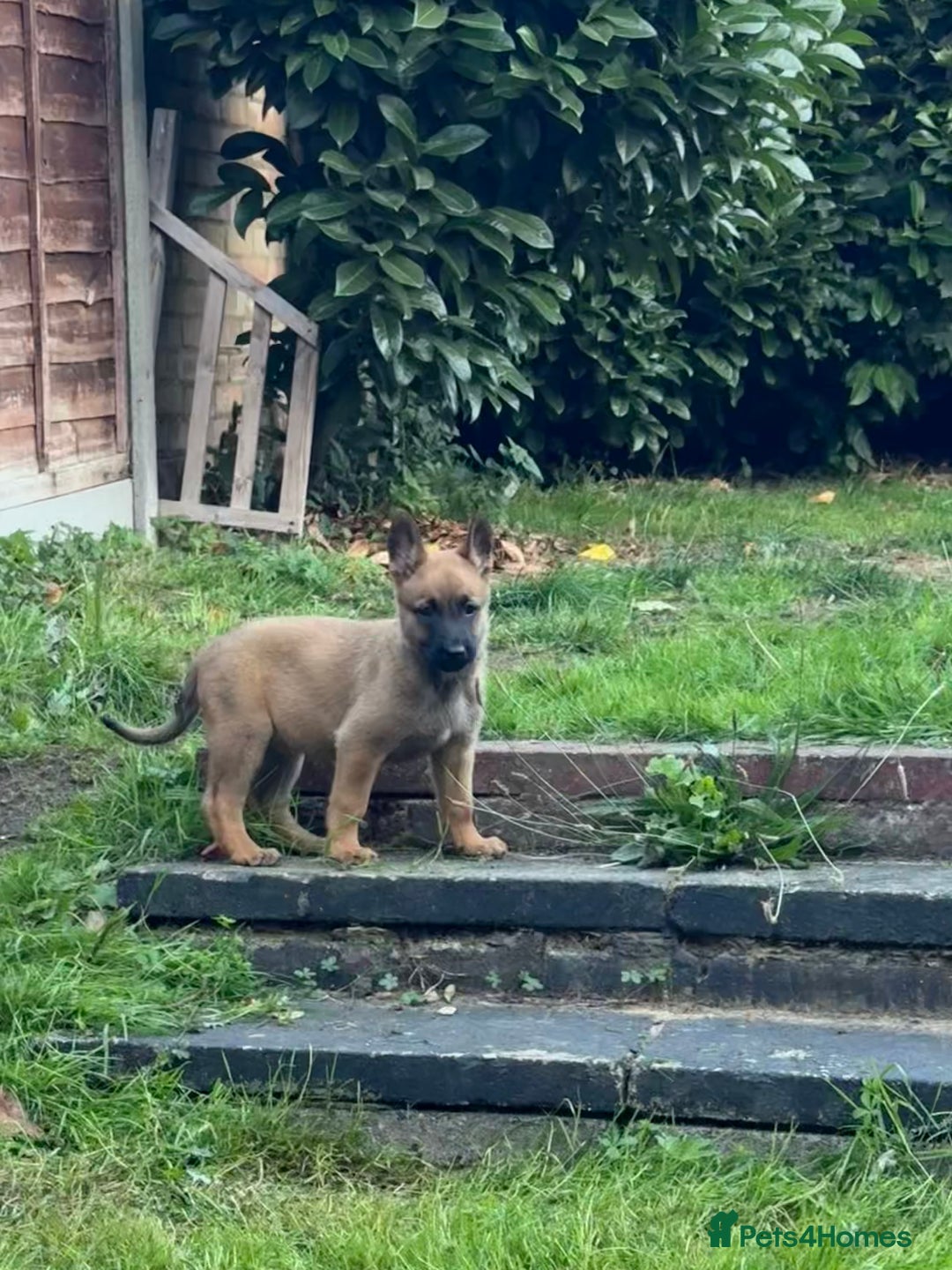 Belgian Shepherd Dog dogs for sale: Top working line puppies  - Image 34