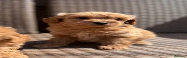 Cavapoochon 2