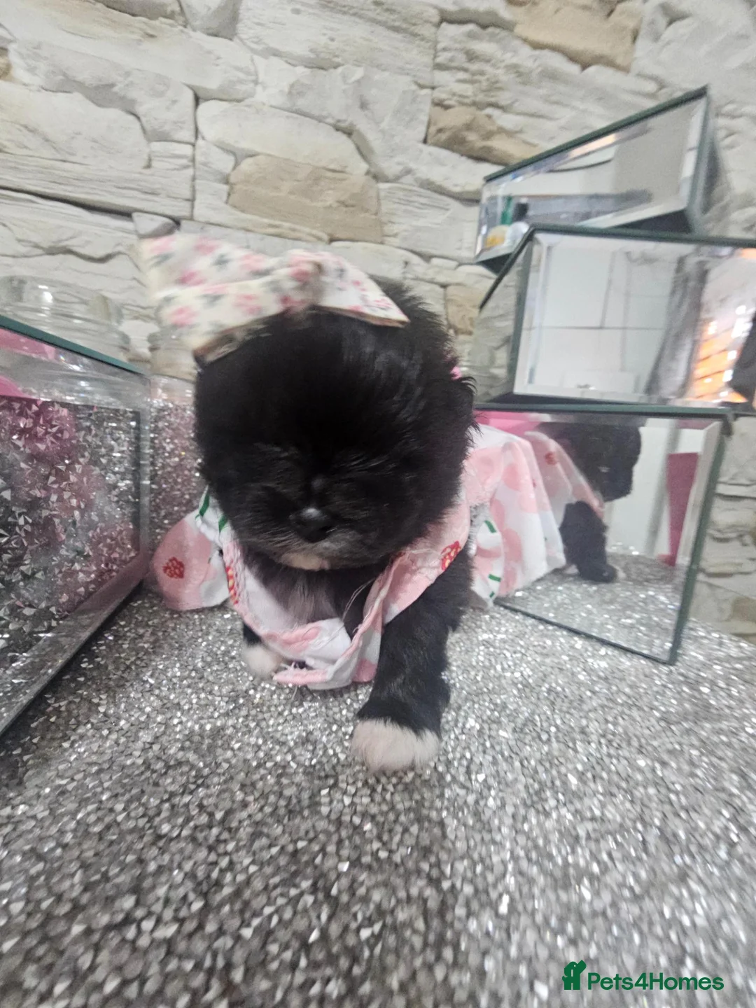 Pomeranian dogs for sale:  **   ** s Pomeranian puppy in Doncaster - Advert 11