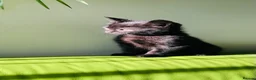 Mixed Breed cats for sale: Kittens for sale ,mixed breed, wonderful behaviour - Advert 15