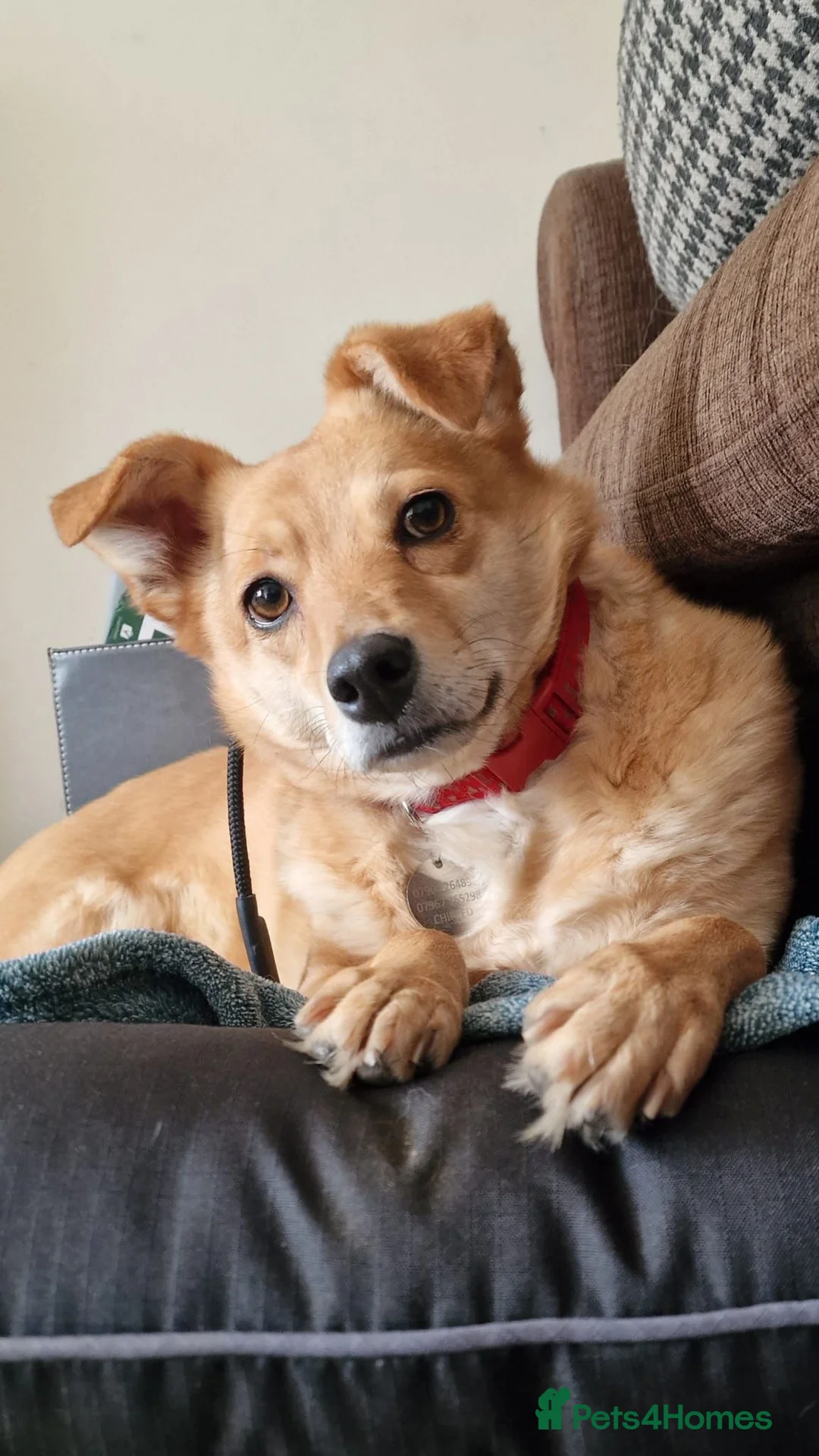 Mixed Breed dogs for adoption: Anne  in Aylesbury - Advert 1