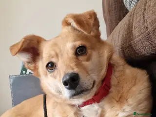 Mixed Breed dogs Anne - Advert 1