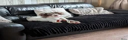Cockapoo dogs for sale: Brindle cockapoo  - Advert 8