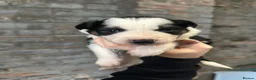 Border Collie dogs for sale:  Stunning Border Collie Puppies in Alexandria - Advert 6