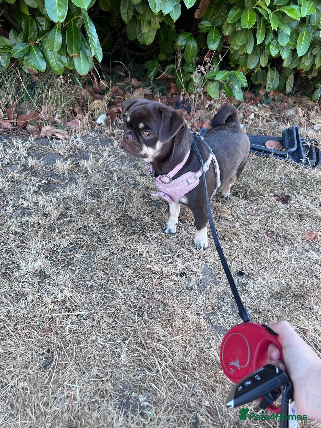 Chug dogs for sale: Lovely Chug Girl - Advert 4