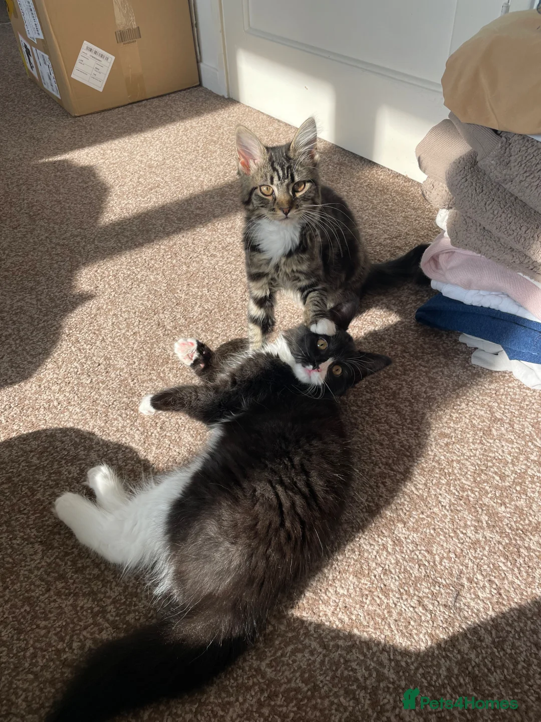 Mixed Breed cats for sale: Bonded sisters ready for a loving home - Advert 1