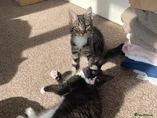 Mixed Breed cats Bonded sisters ready for a loving home - Advert 1