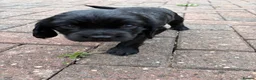 Sprocker dogs for sale: Beautiful sprocker puppies  - Advert 3