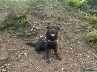 Mixed Breed dogs - Advert 9