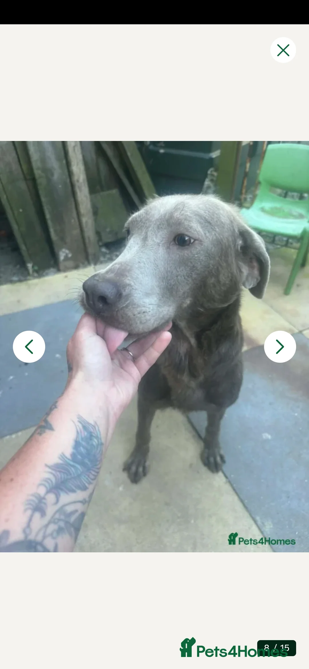Labrador Retriever dogs for sale: Silver labradors  - Advert 1