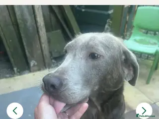 Labrador Retriever dogs Silver labradors - Advert 1