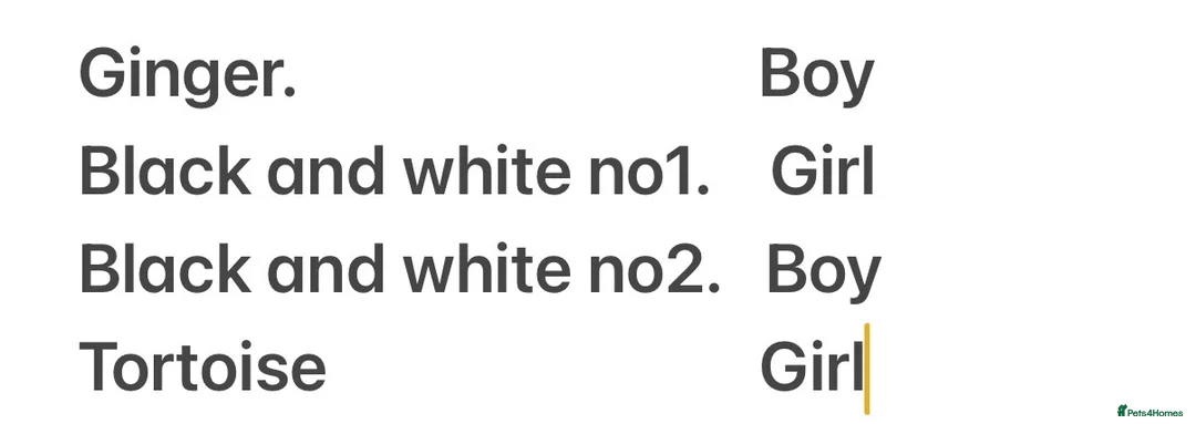 British Shorthair cats for sale: Kittens for sale - Advert 2