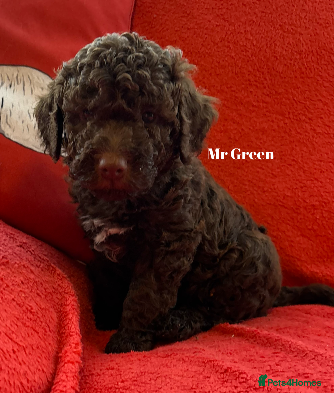 Lagotto Romagnolo dogs for sale: KC Registered Lagotto Puppies (⭐️⭐️⭐️⭐️⭐️ Breeder) - Advert 18