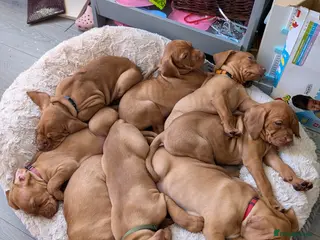 Hungarian Vizsla dogs Pedigree KC Registered Hungarian Vizsla Puppies - Advert 4