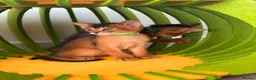 Abyssinian cats for sale: LAST TWO ABYSSINIAN MALE - Advert 28