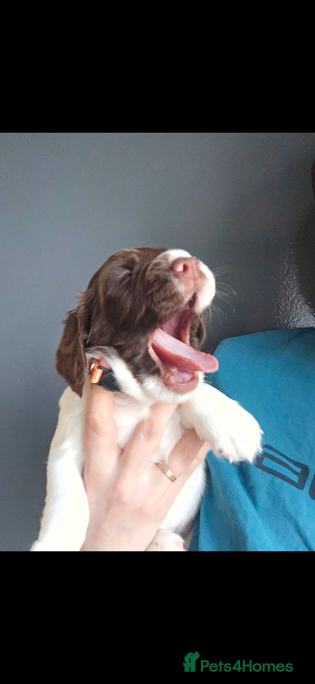 English Springer Spaniel dogs Health Tested KS English Springer Spaniel puppies  - Advert 1