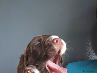 English Springer Spaniel dogs Health Tested KS English Springer Spaniel puppies - Advert 1