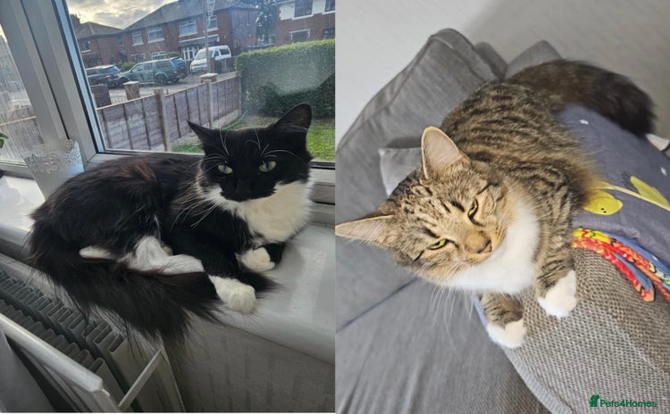 Mixed Breed cats - Advert 4