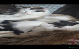 Mixed Breed cats for sale: Domestic short hair x Ragdoll - Image 17