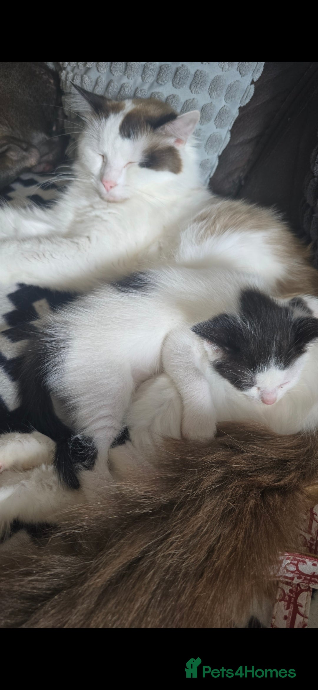 Mixed Breed cats for sale: Domestic short hair x Ragdoll - Image 17