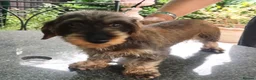 Miniature Dachshund dogs for sale: KC REG MINIATURE WIREDHAIRED DACHSHUND FEMALE - Advert 5