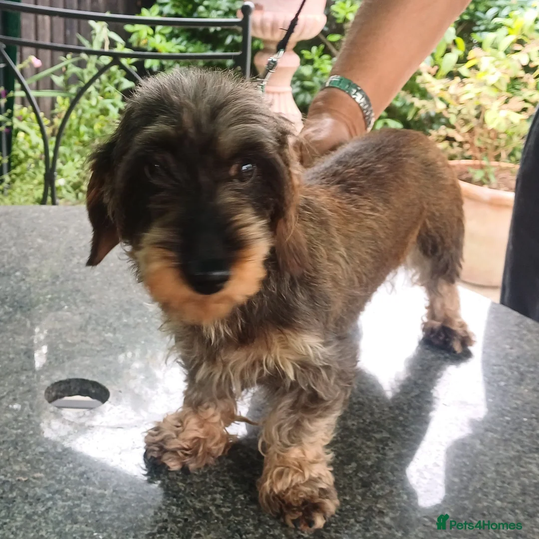 Miniature Dachshund dogs for sale: KC REG MINIATURE WIREDHAIRED DACHSHUND FEMALE - Advert 5